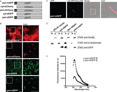 sfgafp|Superfolder GFP is Fluorescent in Oxidizing Environments.